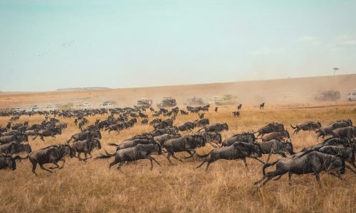 Kenya - Wilder Beast-min