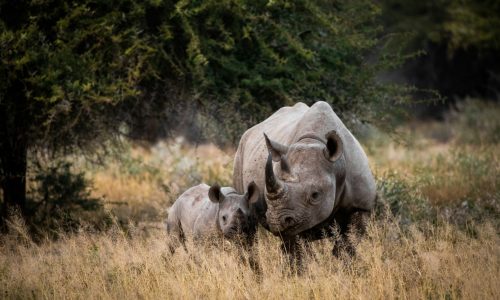 South African White Rhino-min